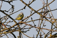 Cyanistes caeruleus (Cinciarella)